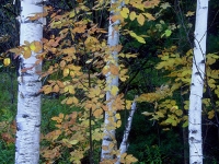 Birches In Autumn