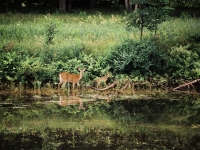 Deer With Young
