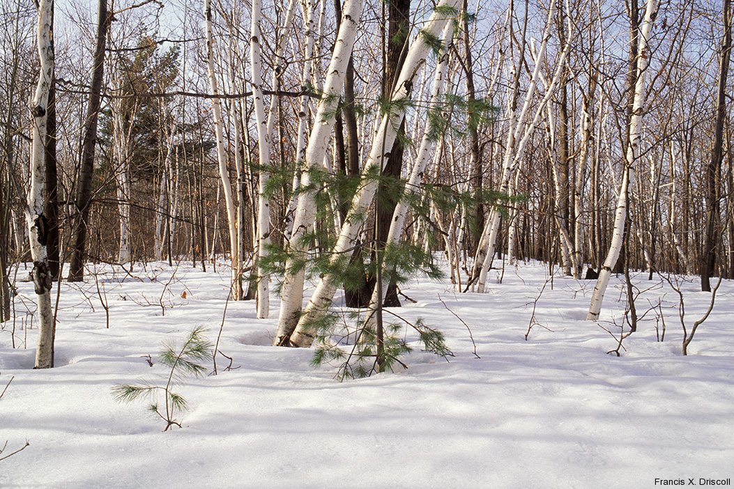 Birches In Winter