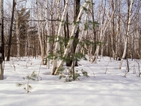 Birches In Winter